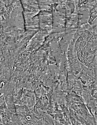 Amazonis planitia, Mars. (c) NASA