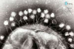 Бактериофаги: самая распространенная форма жизни на Земле