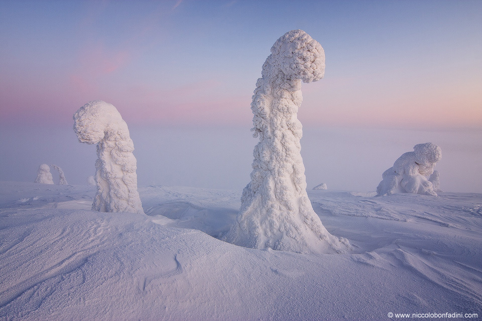 Sentinels of the Arctic