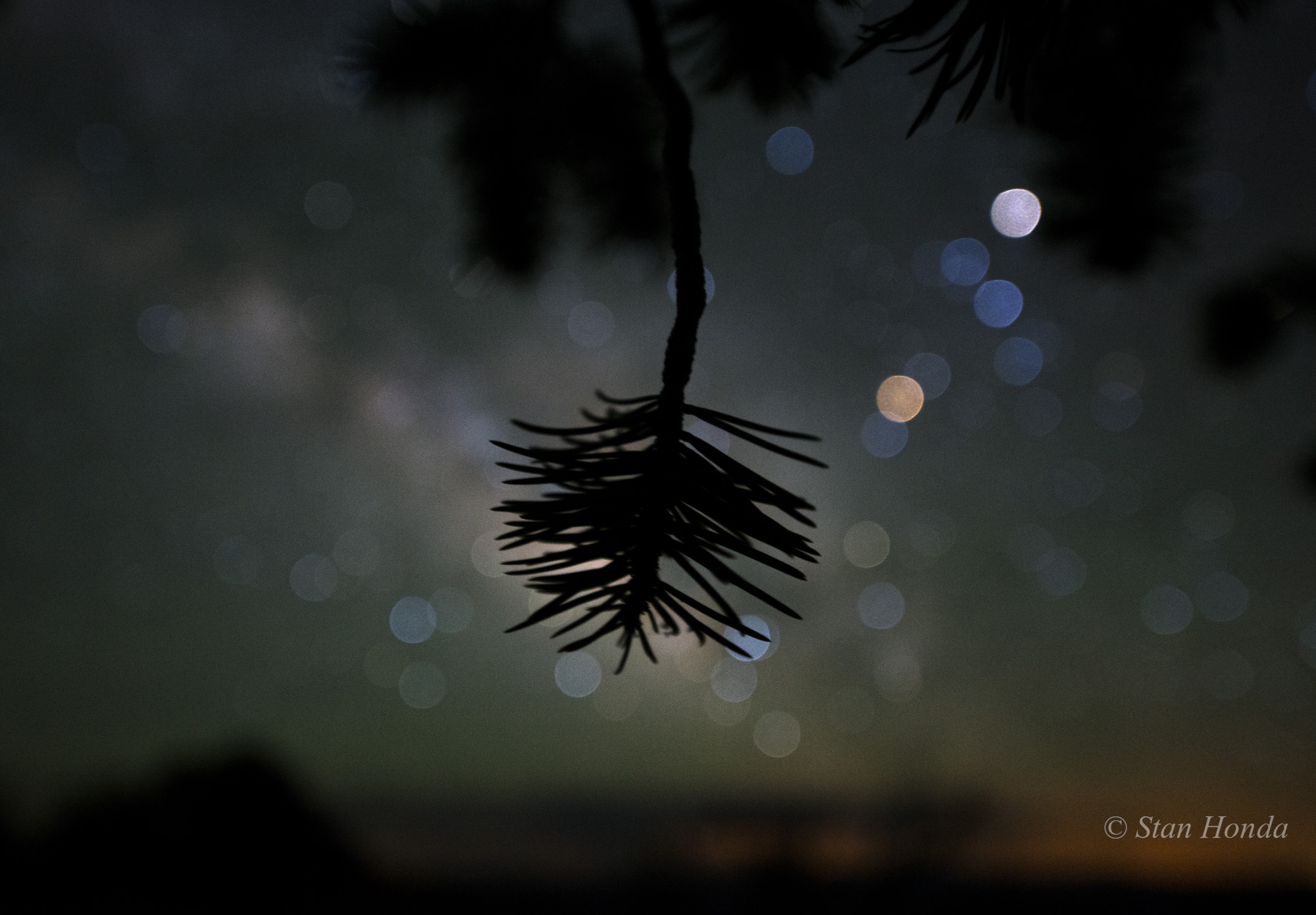Star Colors and Pinyon Pine