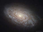 NGC 4414: flokkulentnaya spiral'naya galaktika