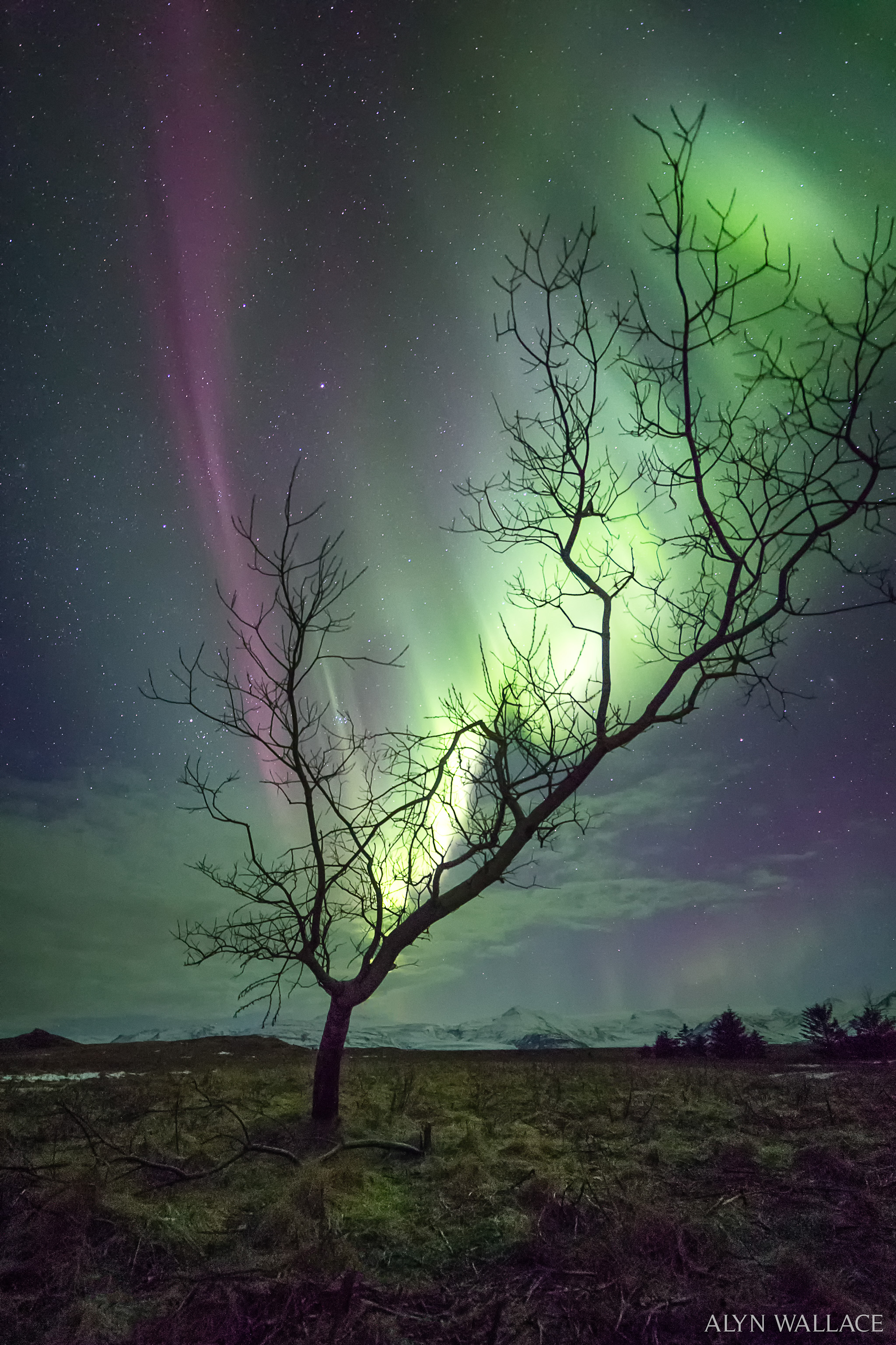 The Aurora Tree