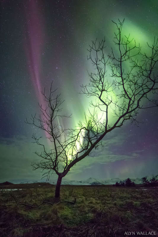 The Aurora Tree