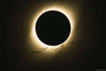 Birds During a Total Solar Eclipse