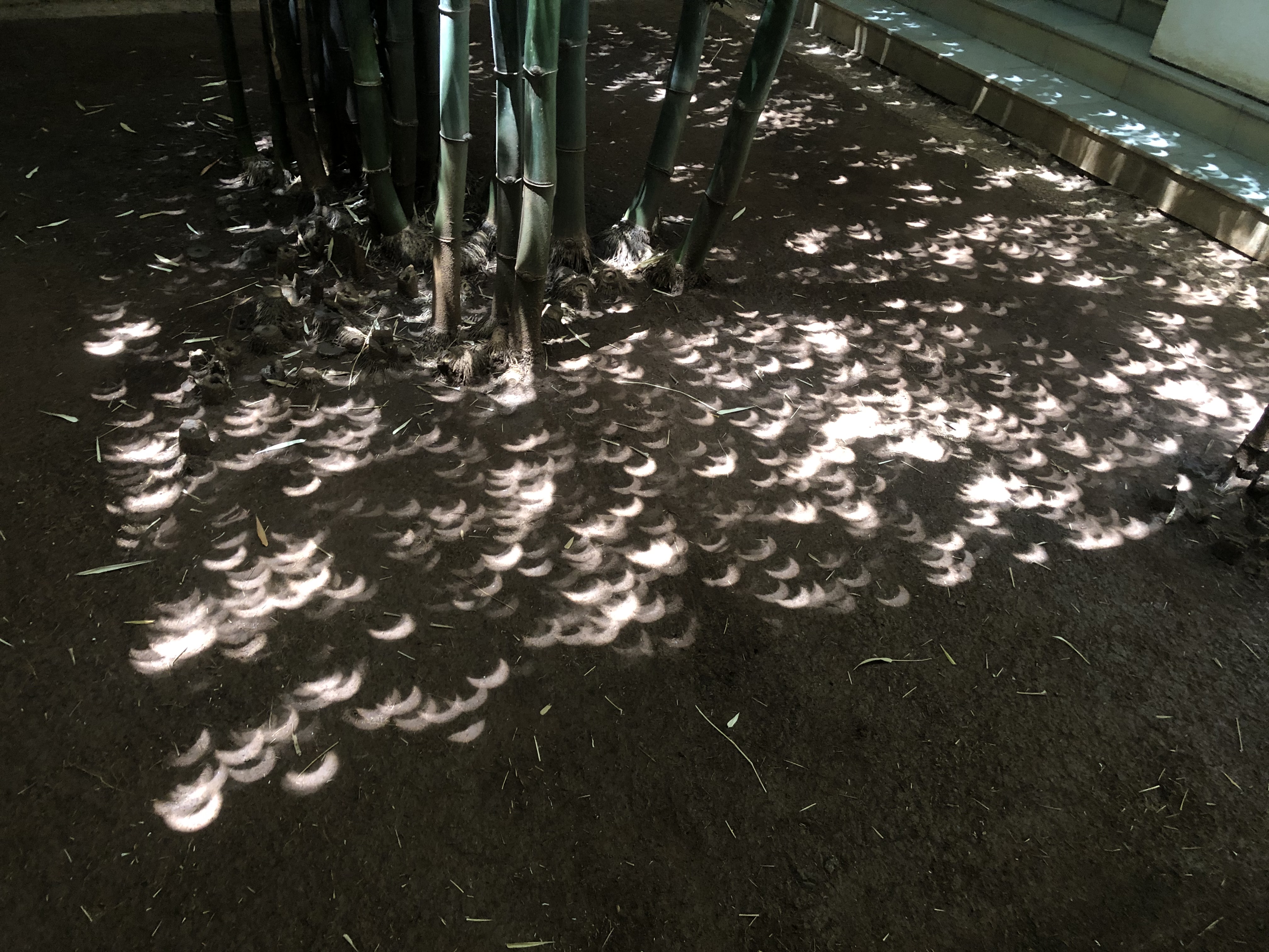 Eclipse under the Bamboo