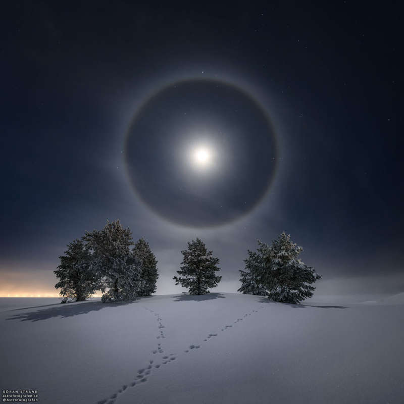 Lunar Halo over Snowy Trees