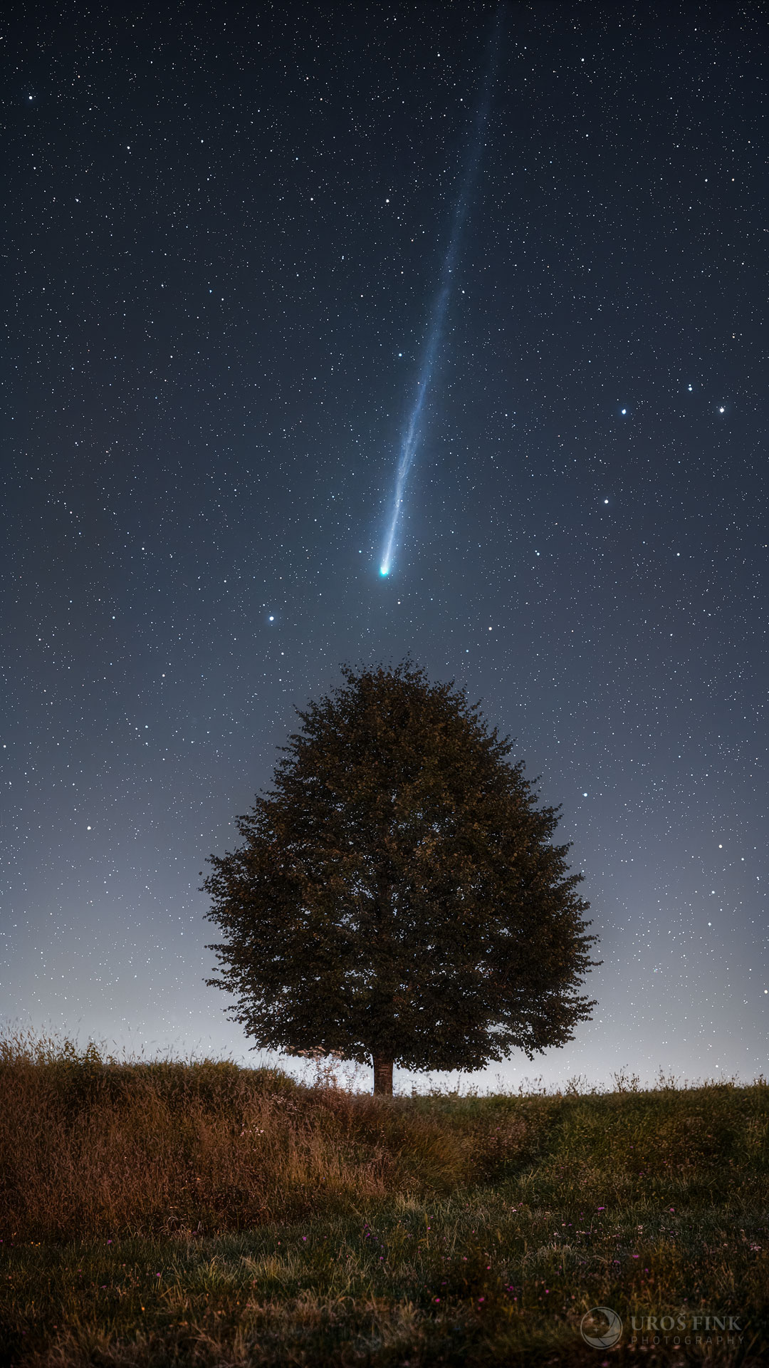 APOD: 2025 October 13 � Lemmon Tree