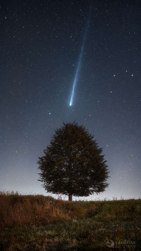APOD: 2025 October 13 � Lemmon Tree