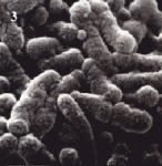 Otkrytie zhivyh bakterii v kamnyah i meteoritah