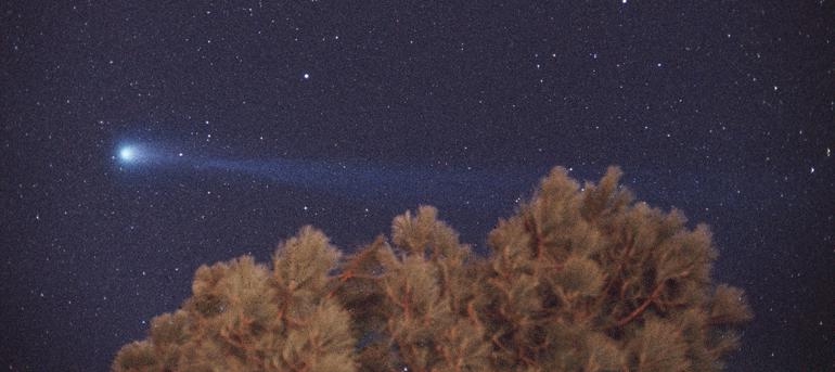 Comet Hyakutake and a Tree