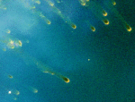 Кометные тела в туманности Улитка