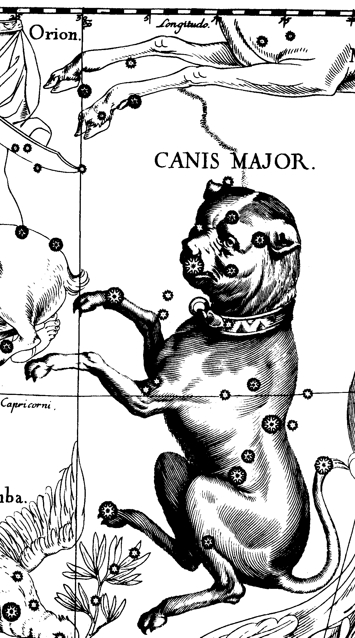 Созвездие большого пса. Большой пес в атласе Гевелия. Созвездие большой пес гевелий. Ян гевелий созвездия псы. Большой пёс Ян гевелий.