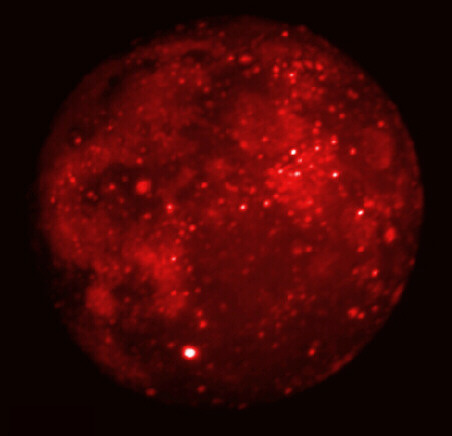 Eclipsed Moon in Infrared