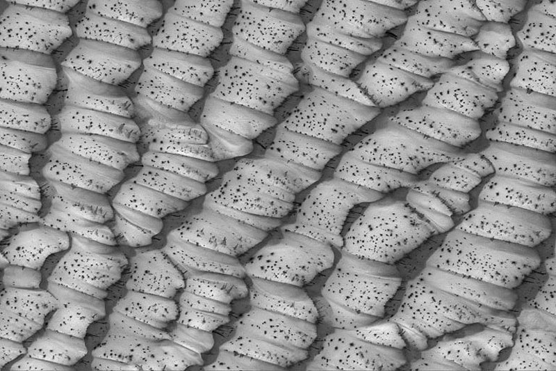 APOD: 2007 August 5-  The Dotted Dunes of Mars