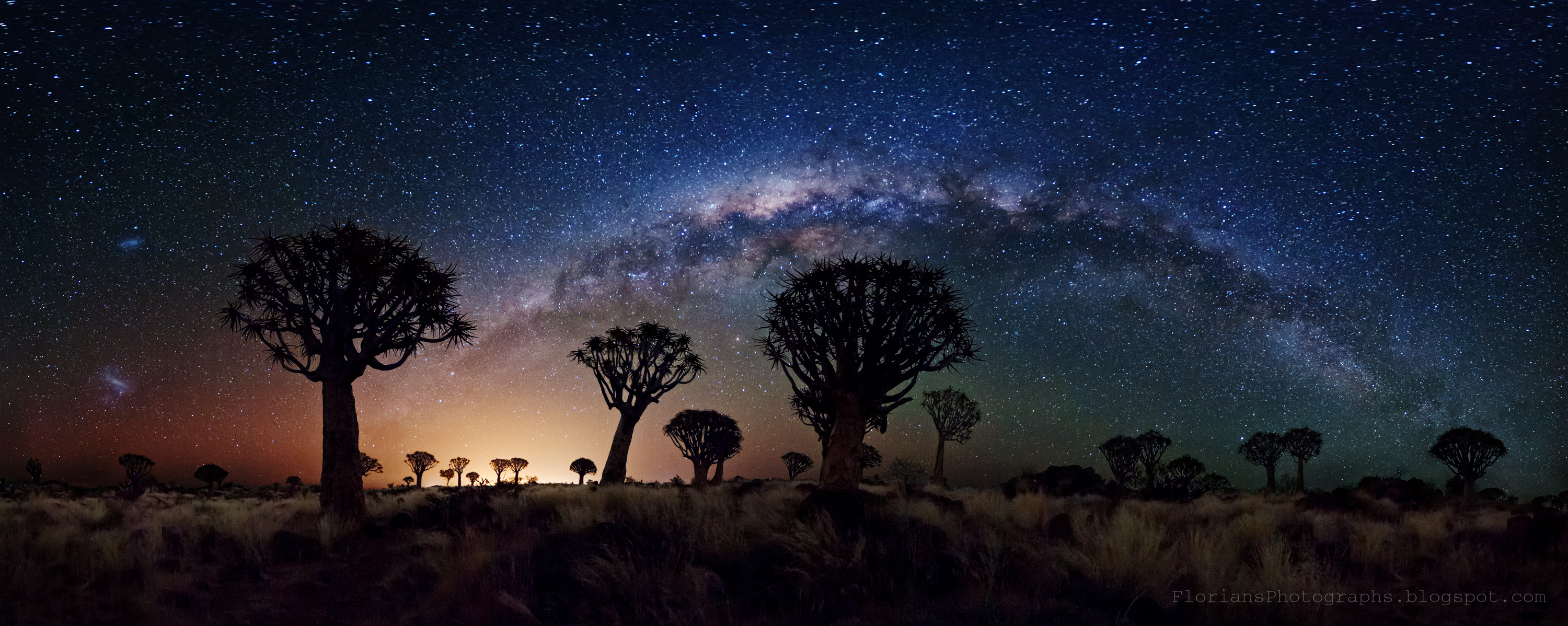Milky Way Over Quiver Tree Forest