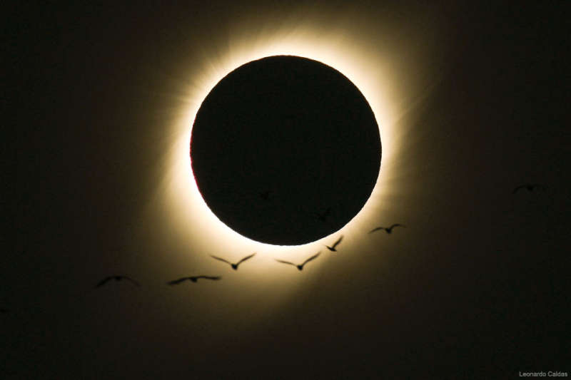Birds During a Total Solar Eclipse