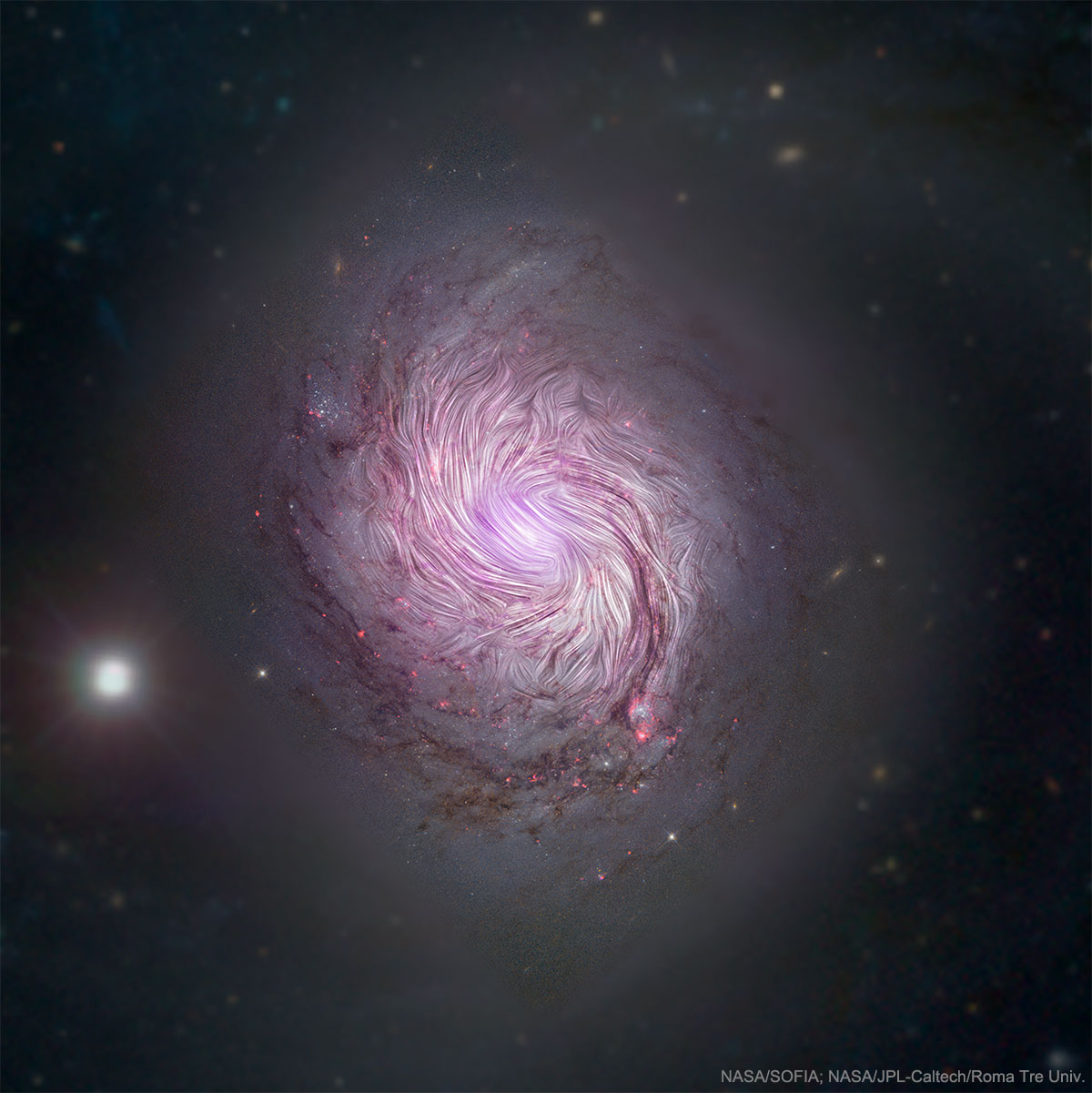 The Magnetic Fields of Spiral Galaxy M77