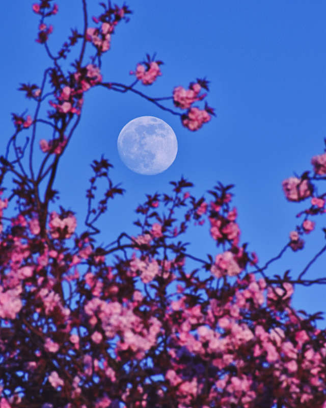 Розовая Луна в перигее