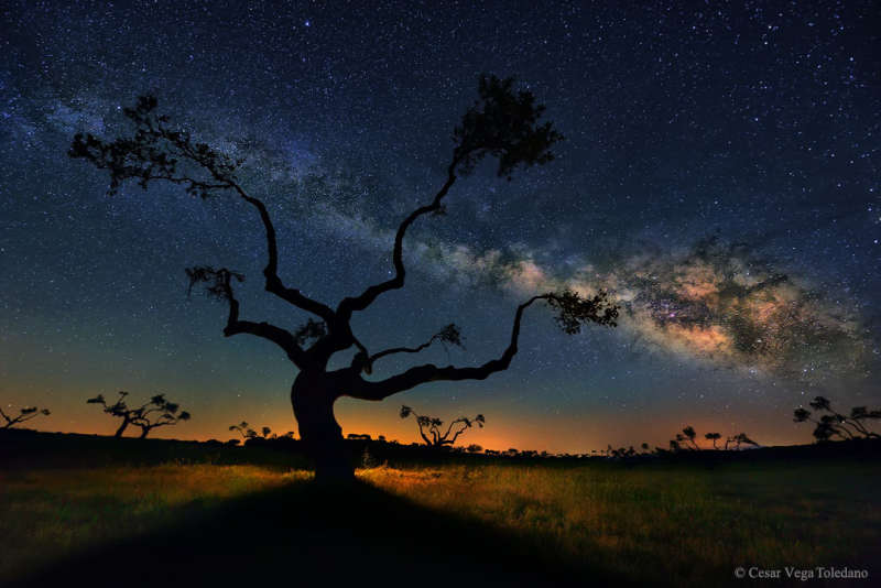 Галактическое дерево