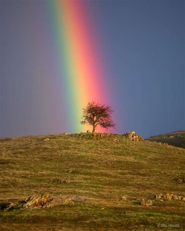 APOD: 2023 March 13 Б Rainbow Tree